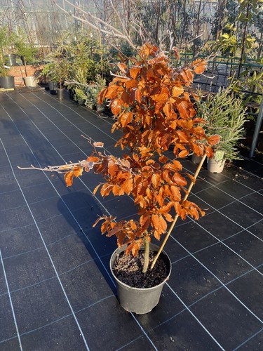 Purple copper beech tree - purple/copper,