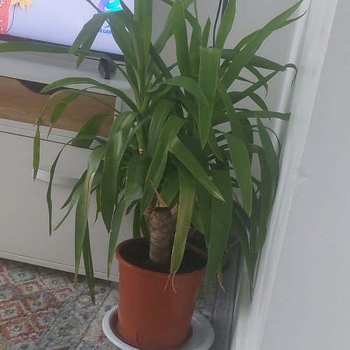 Yucca indoor potted - yucca,