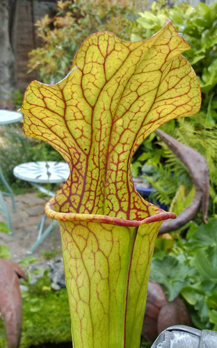 Sarracenia flava v - sarracenia, (flava