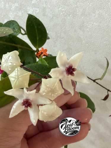 Hoya paziae iris marie rooted - iris,