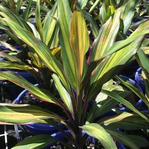 Cordyline kiwi plant live - kiwi,