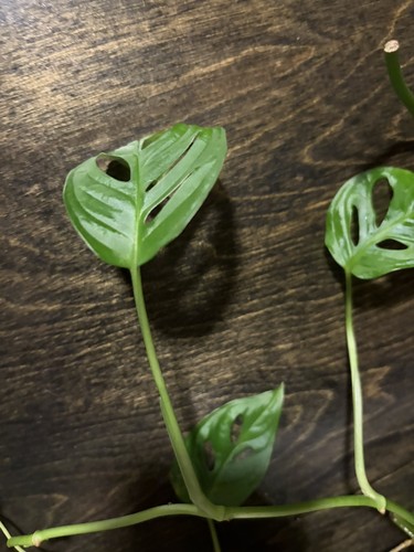 Monstera adansonii swiss - adansonii,