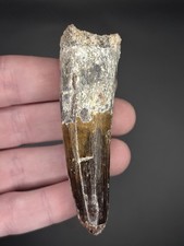 Spinosaurus Dinosaur Tooth