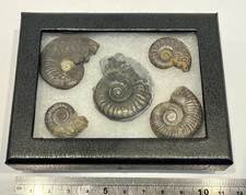 Collection Of 5 Classic French