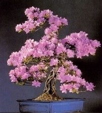 5 JUDAS BONSAI TREE SEEDS, GROW YOUR OWN BONSAI TREE