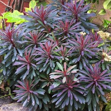 Euphorbia Miners Merlot