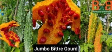 Jumbo Bitter Gourd 6 seed