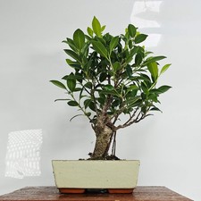 Ficus Microcarpa (Banyan Fig) Indoor Bonsai Tree | Broom | In 20cm Pot
