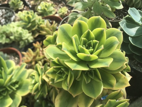 Aeonium florescens proper - aeonium, 'florescens'