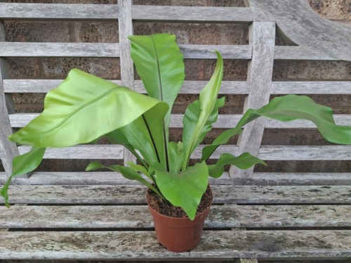 Birds nest fern asplenium - nest,