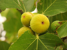 FICUS CARICA PEDRO tree shrub, Yellow Fig, rare edible fruit plant, 15-20cm