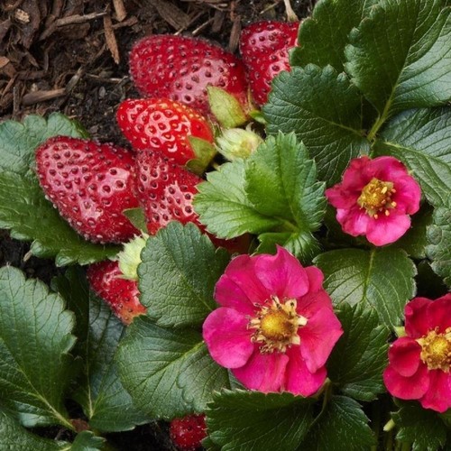 Strawberry plants toscana - strawberry,