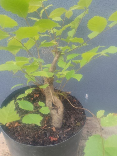 Elm bonsai tree - elm, raw