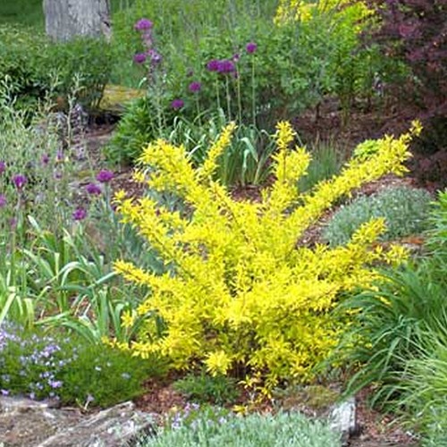 Forsythia golden times - x, times'