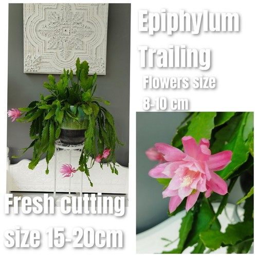 Rare pink epiphyllum - rare,