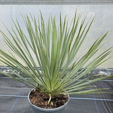 Yucca rostrata - 20cm Pot 50cm - Beaked Yucca
