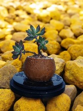 Echeveria Harmsii Succulent 