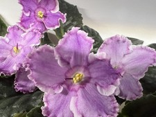 African Violet  Standard ‘Le