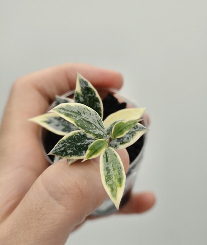 Very rare hoya lacunosa - very,