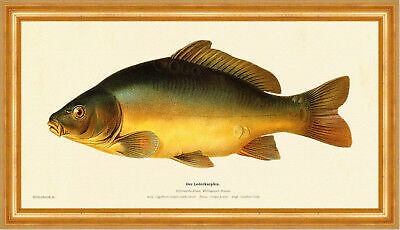 The leather carp cyprinus - the,
