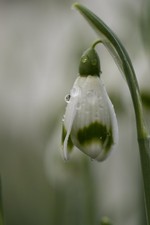 Galanthus 'Ivington Green'