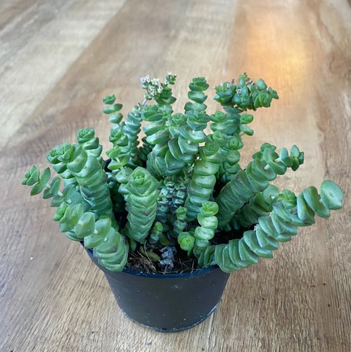 Crassula hottentot string - hottentot, of