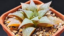 Haworthia hybrids -my own
