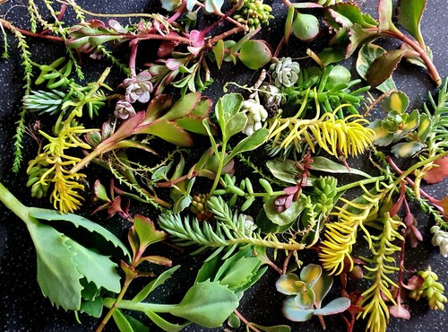 Sedum succulents bundle - 30+,