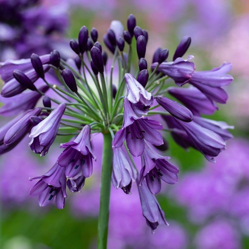 Agapanthus poppin purple - ‘poppin, purple’