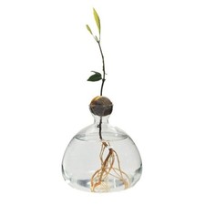 Small Avocado Starter Vase Avocado Tree Growing Vase Glass Hydroponic Vase