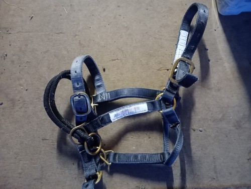 Monty roberts medium dually - monty,