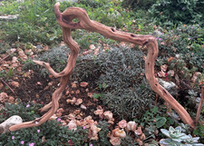 Manzanita Driftwood Branch 24"