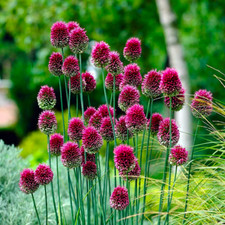 20 Allium Drumstick Sphaerocephalon Flower Bulbs Summer Perennial Garden Plant