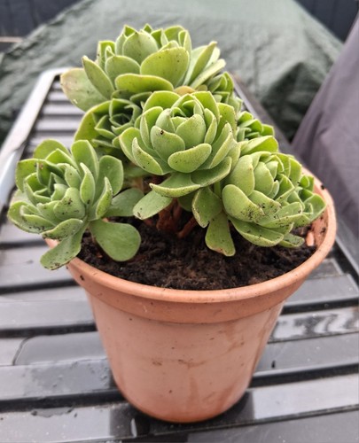 Multiheaded aeonium - multiheaded,