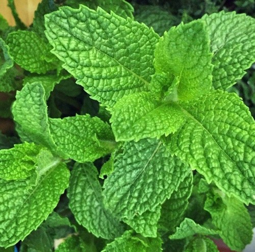 Garden mint plug plants - garden,