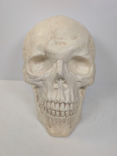 Large plastic skull - plastic,