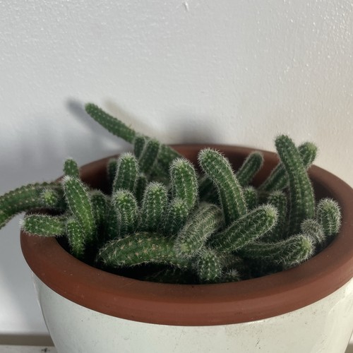 Peanut cactus cutting plant - cutting,