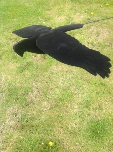 Flying crow pigeon - flying, 1