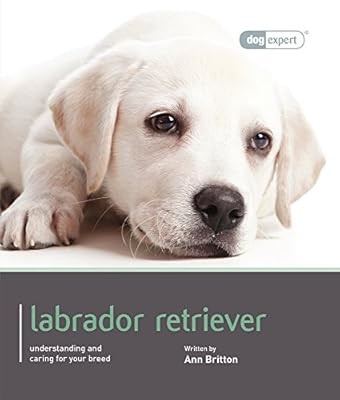 Labrador retriever dog - labrador, (dog