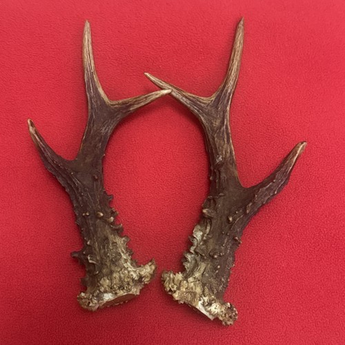 Pair roe deer - pair, 228g