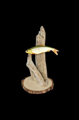 Taxidermy tiny common - taxidermy,