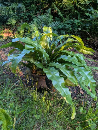 Hart tongue fern - tongue,