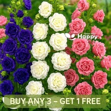 CANTERBURY BELLS DOUBLE MIX -