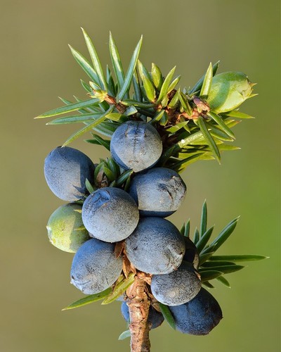 Juniper seeds juniperus - juniper,