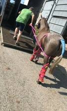 QUICK LOADER Aid for difficult horses ponies to load in trailer / lorry horsebox