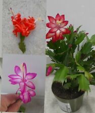 3 x Christmas Cactus cuttings mixed Schlumbergera Truncata Thanksgiving, unroot.