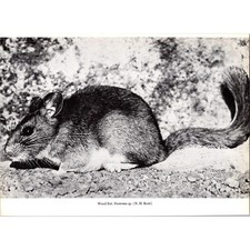 Wood Rat Neotoma Sp NH Kent 1970s Retro Photo Book Plate Print SJ9