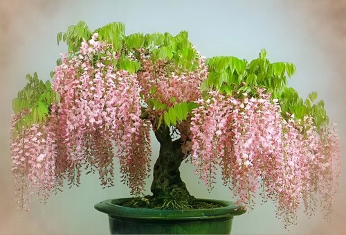 Pink wisteria bonsai - pink,