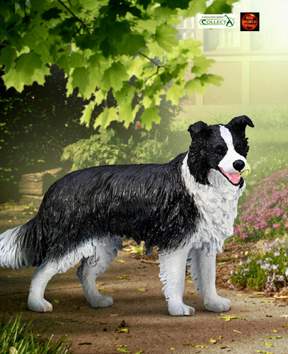 Border collie dog with ball - collie,