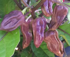 Chilli Purple Bhut Jolokia
